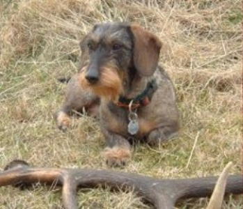 Mara vom Annateich mit Abwurfstange